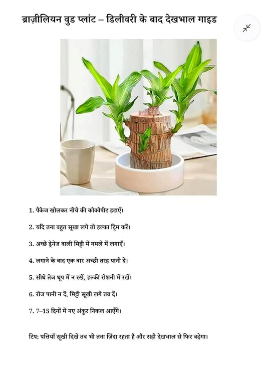 Lucky Brazilian Wood Plant – Live Indoor Plant with Free Growth Booster