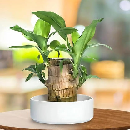 Lucky Brazilian Wood Plant – Live Indoor Plant with Free Growth Booster