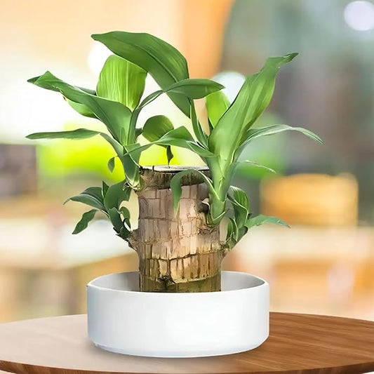 Lucky Brazilian Wood Plant – Live Indoor Plant with Free Growth Booster