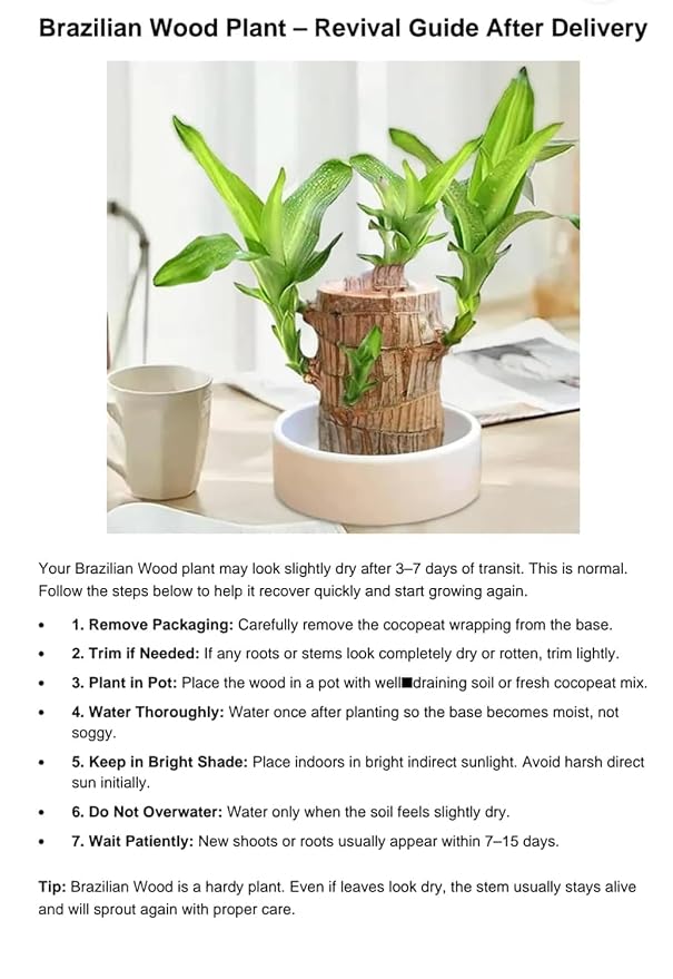 Lucky Brazilian Wood Plant – Live Indoor Plant with Free Growth Booster