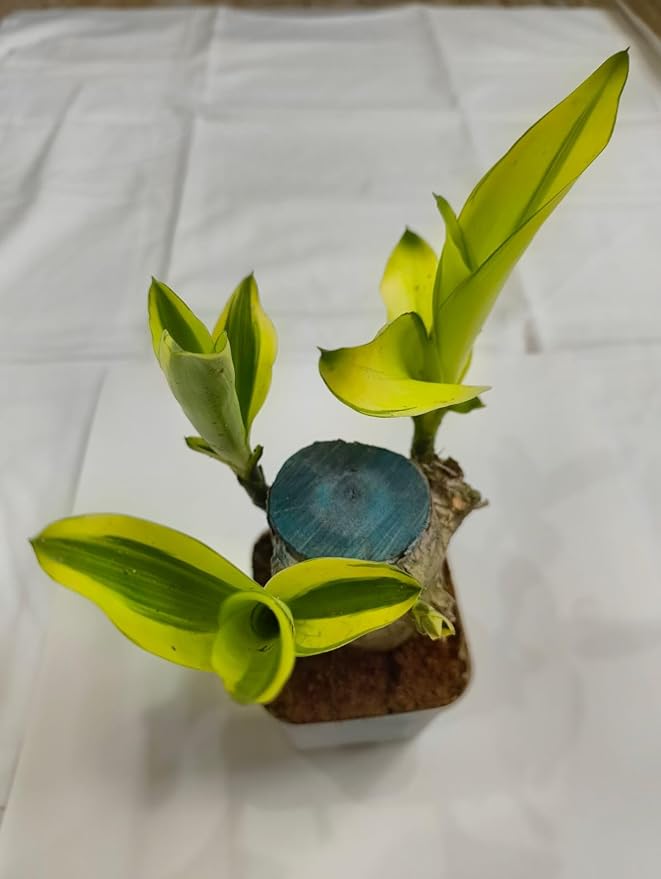 Lucky Brazilian Wood Plant – Live Indoor Plant with Free Growth Booster